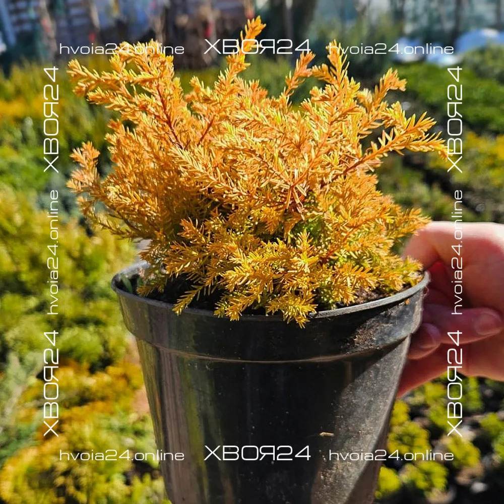  • ХВОЯ24
