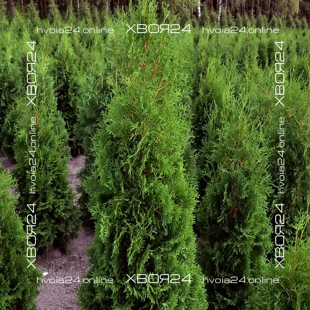  • ХВОЯ24