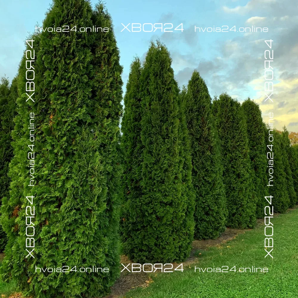  • ХВОЯ24