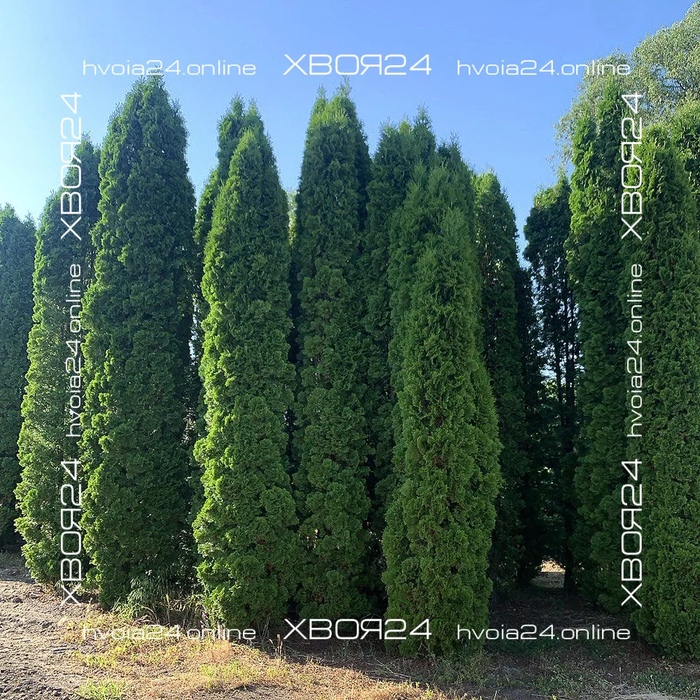  • ХВОЯ24