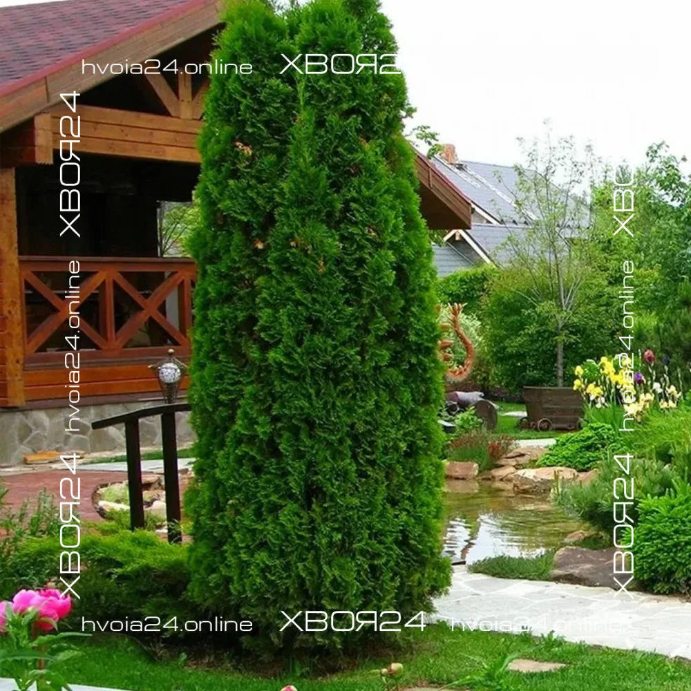  • ХВОЯ24