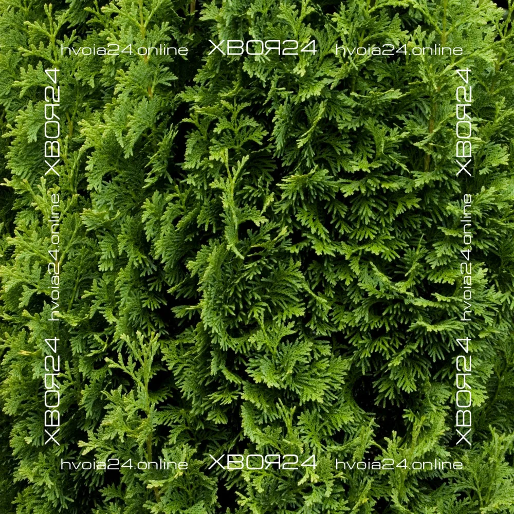  • ХВОЯ24
