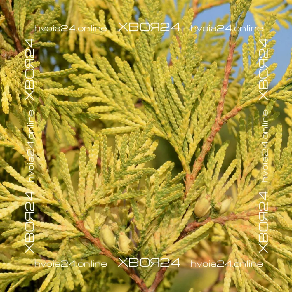  • ХВОЯ24