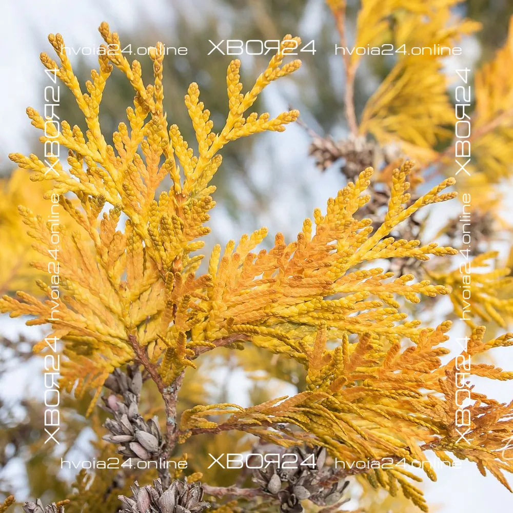  • ХВОЯ24