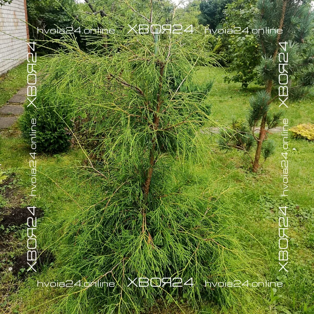  • ХВОЯ24