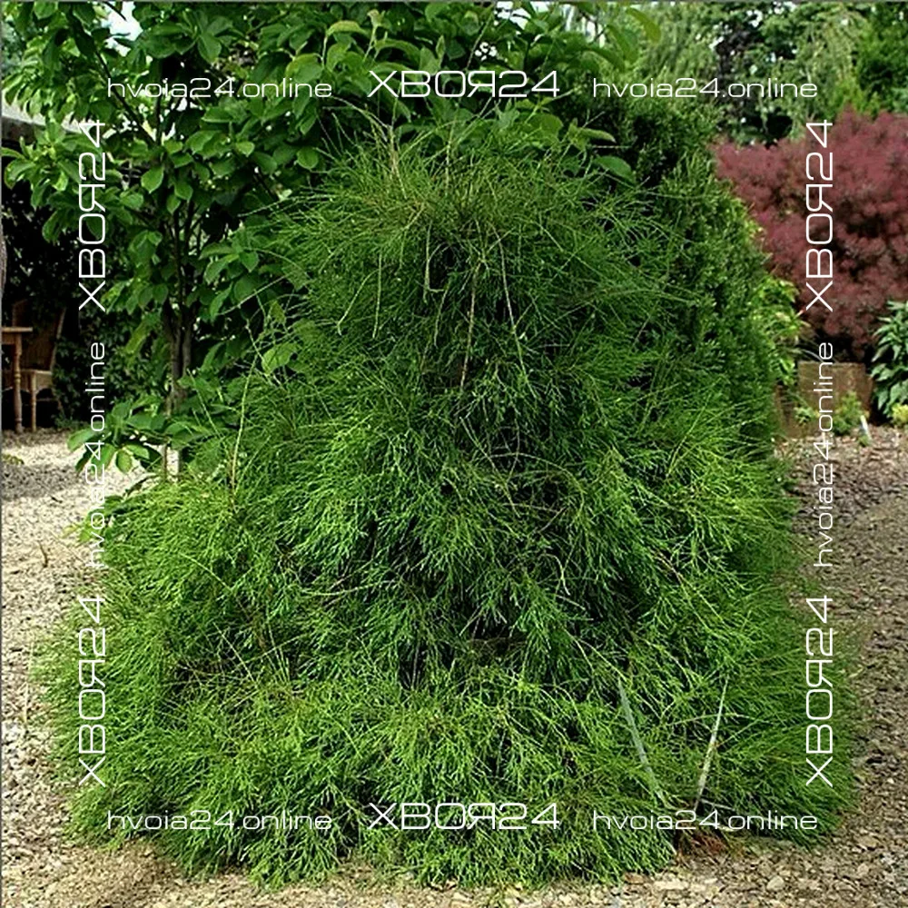  • ХВОЯ24