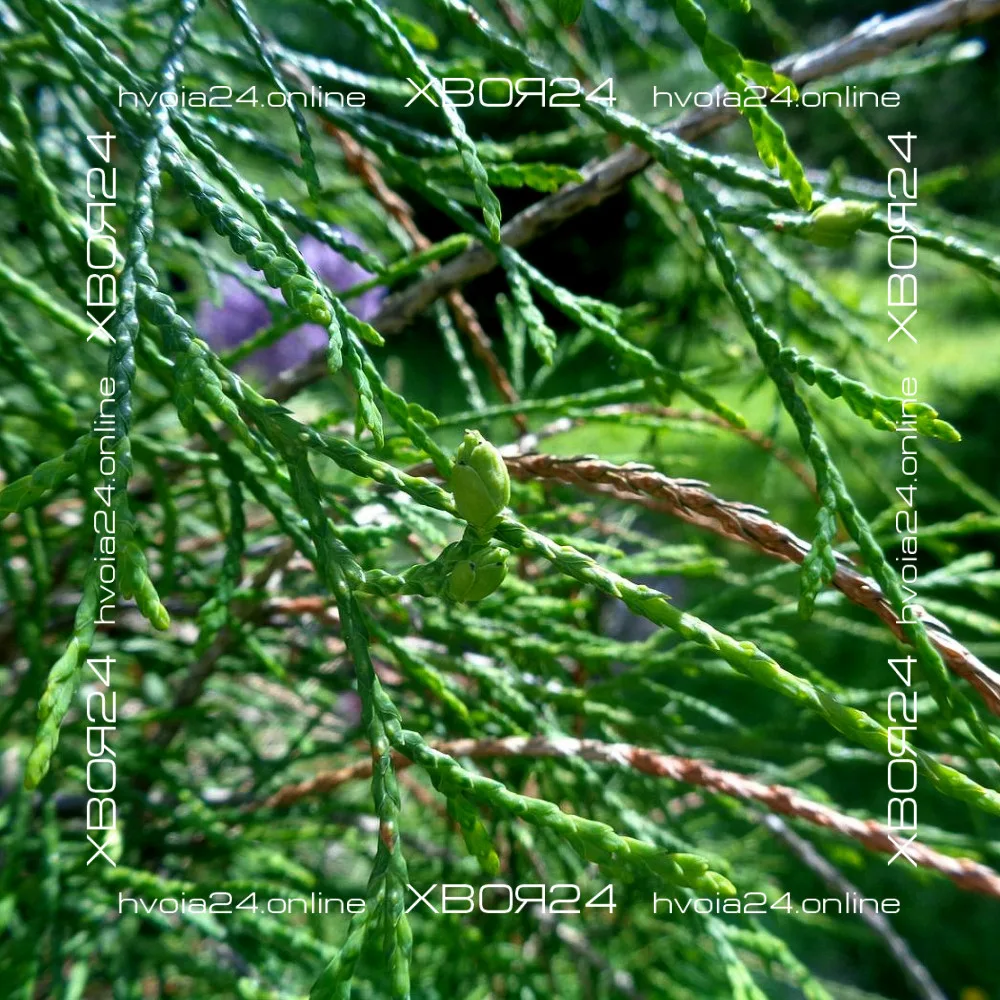  • ХВОЯ24