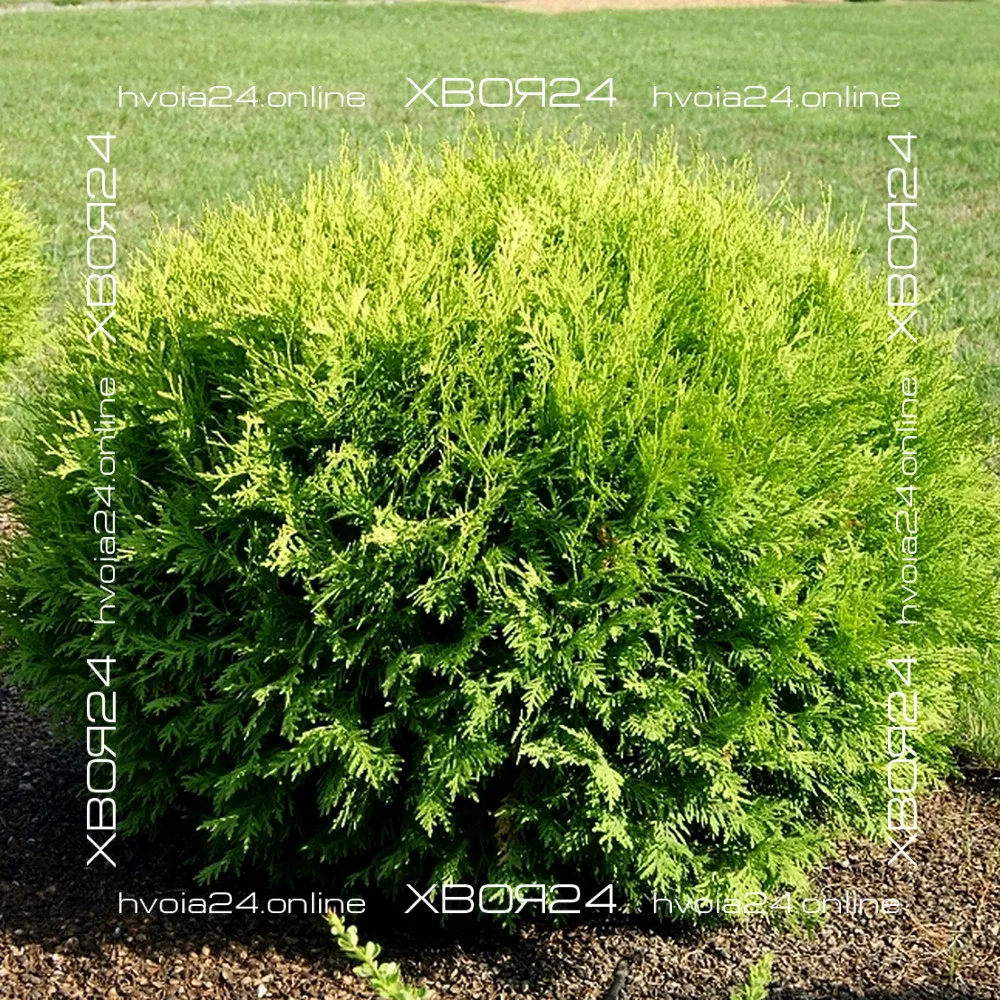  • ХВОЯ24