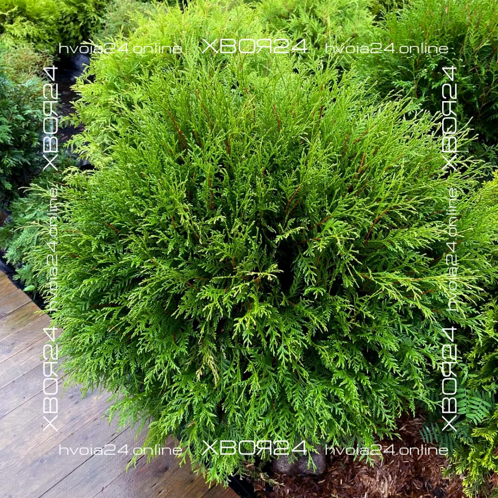  • ХВОЯ24