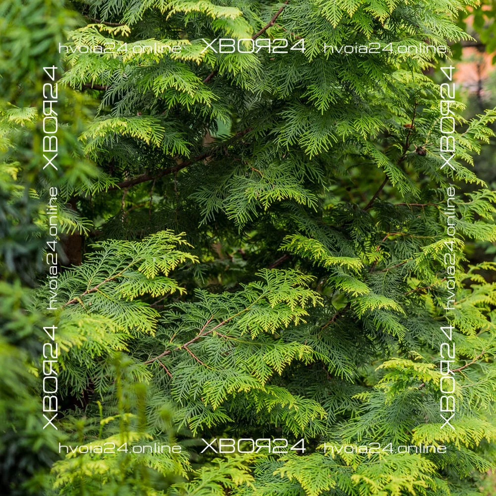  • ХВОЯ24