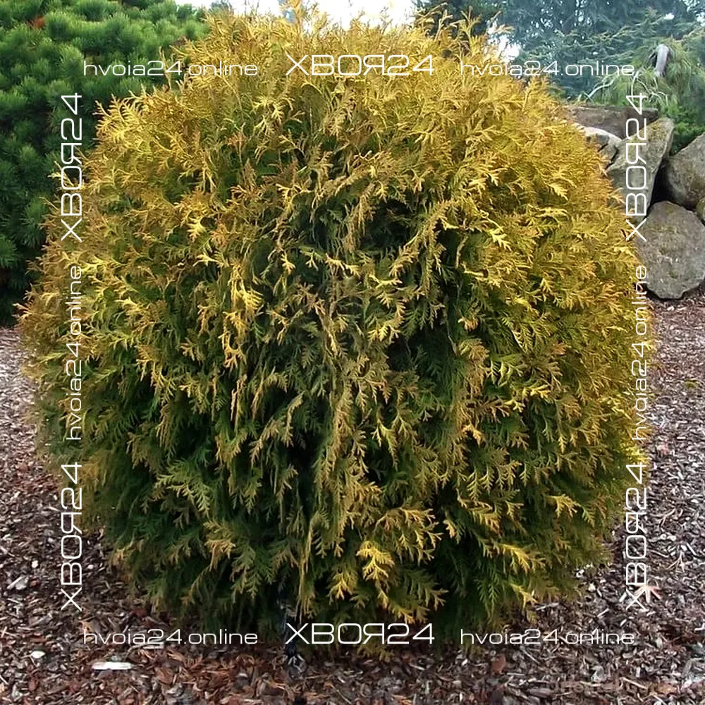  • ХВОЯ24