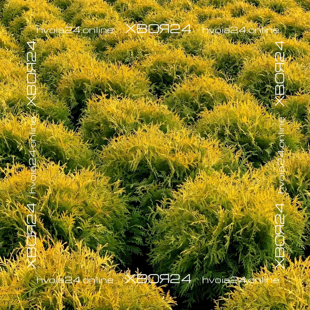  • ХВОЯ24