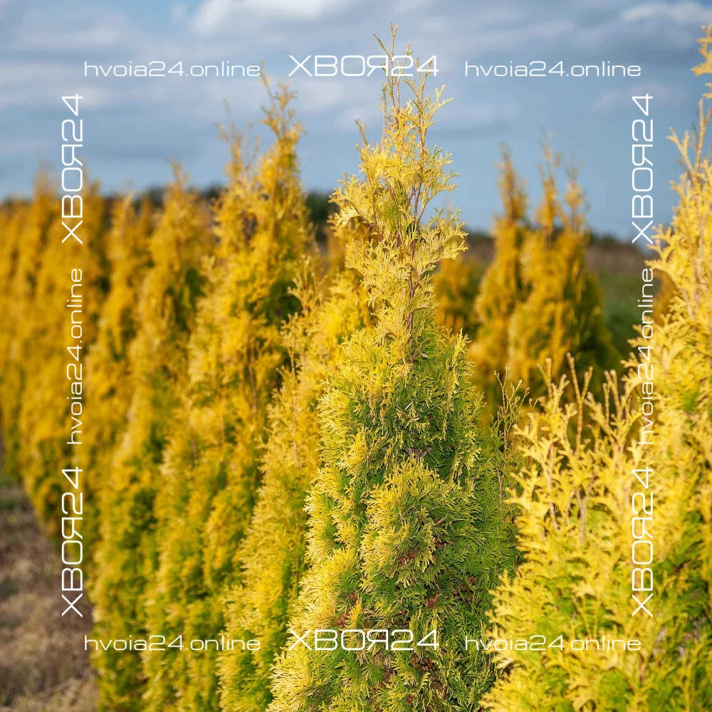  • ХВОЯ24