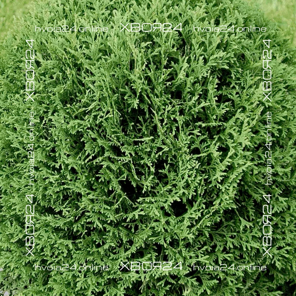  • ХВОЯ24