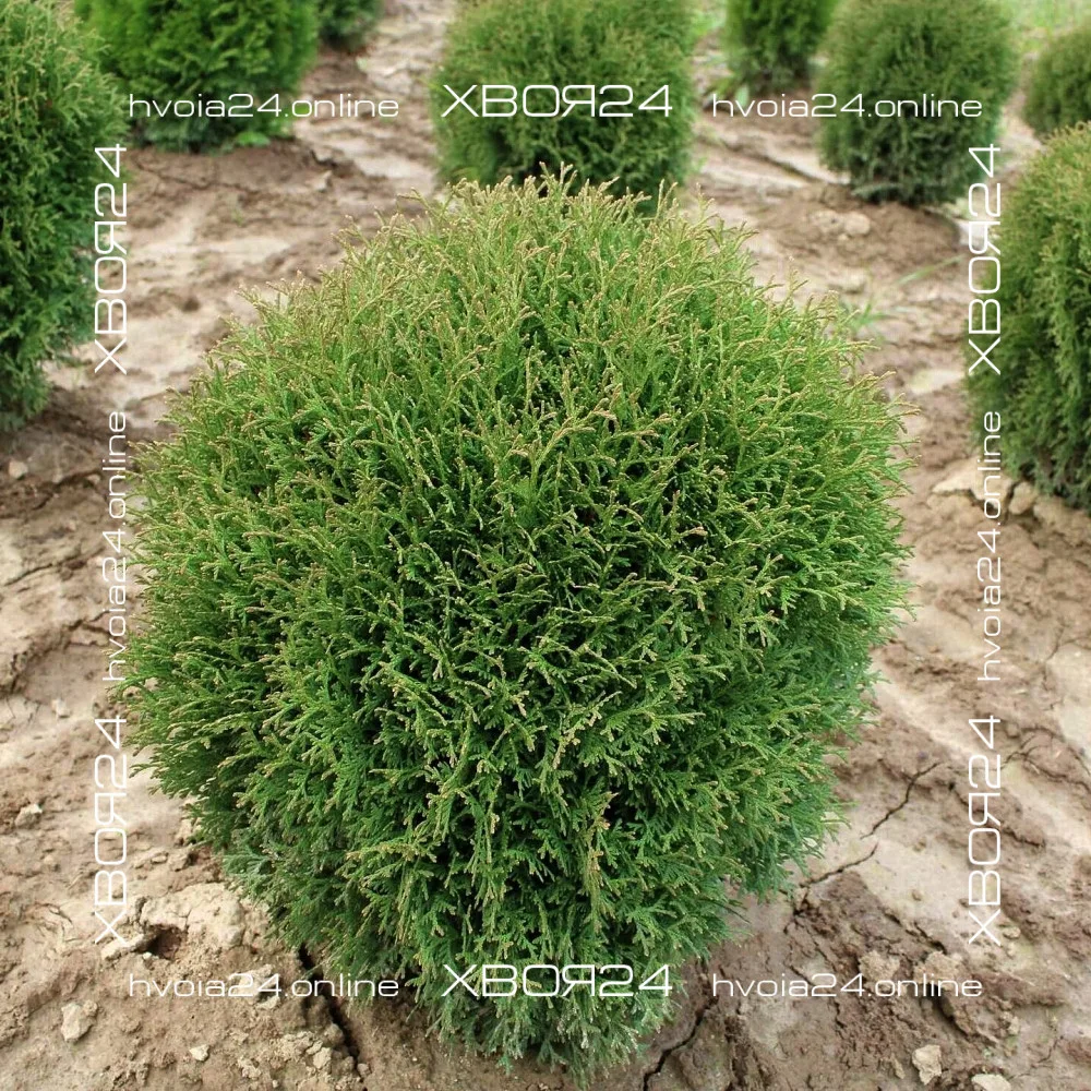  • ХВОЯ24