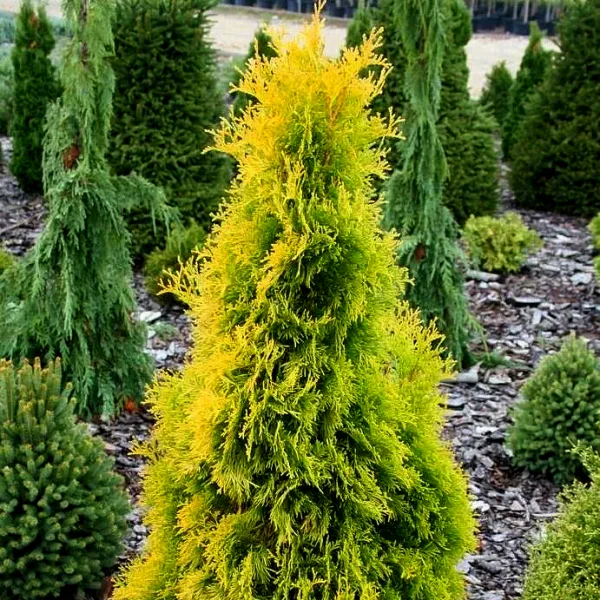  • ХВОЯ24