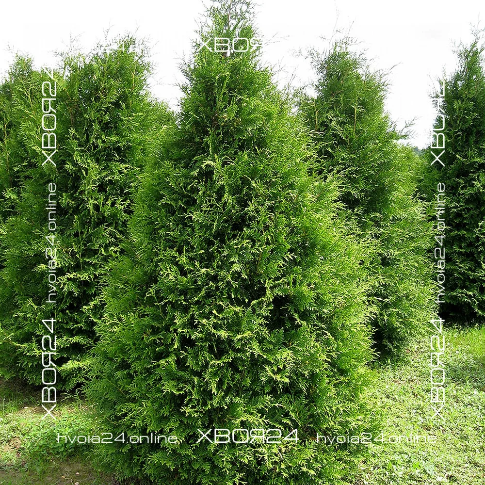  • ХВОЯ24