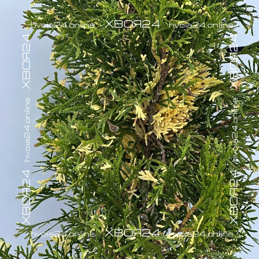  • ХВОЯ24