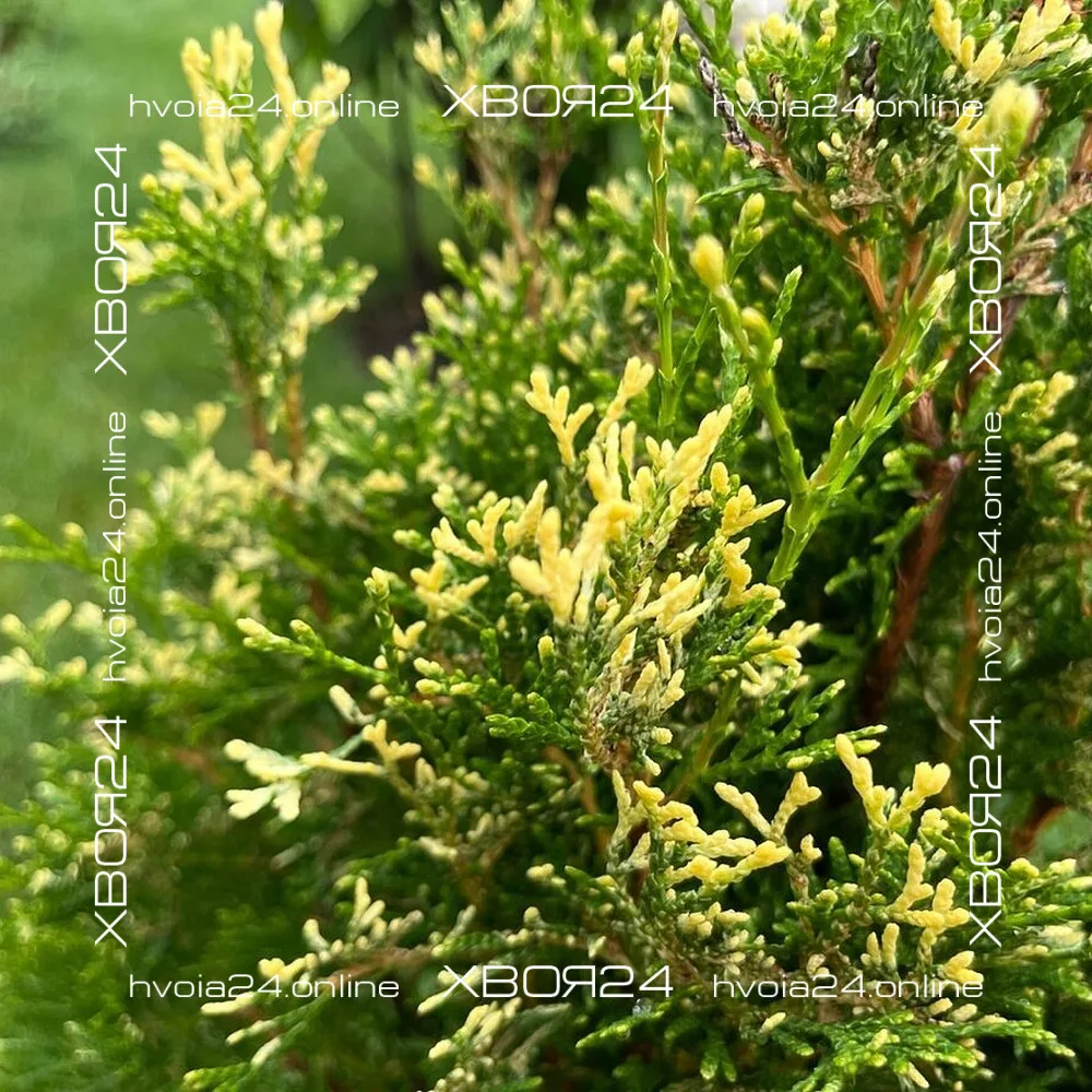  • ХВОЯ24