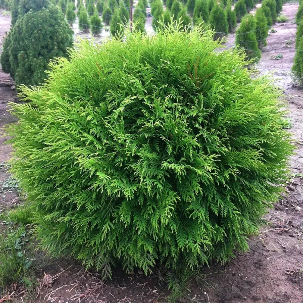 • ХВОЯ24