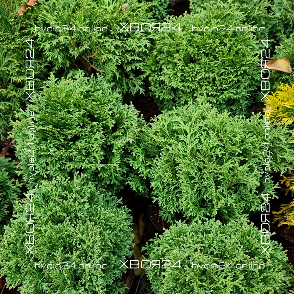 • ХВОЯ24