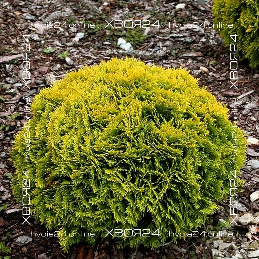  • ХВОЯ24