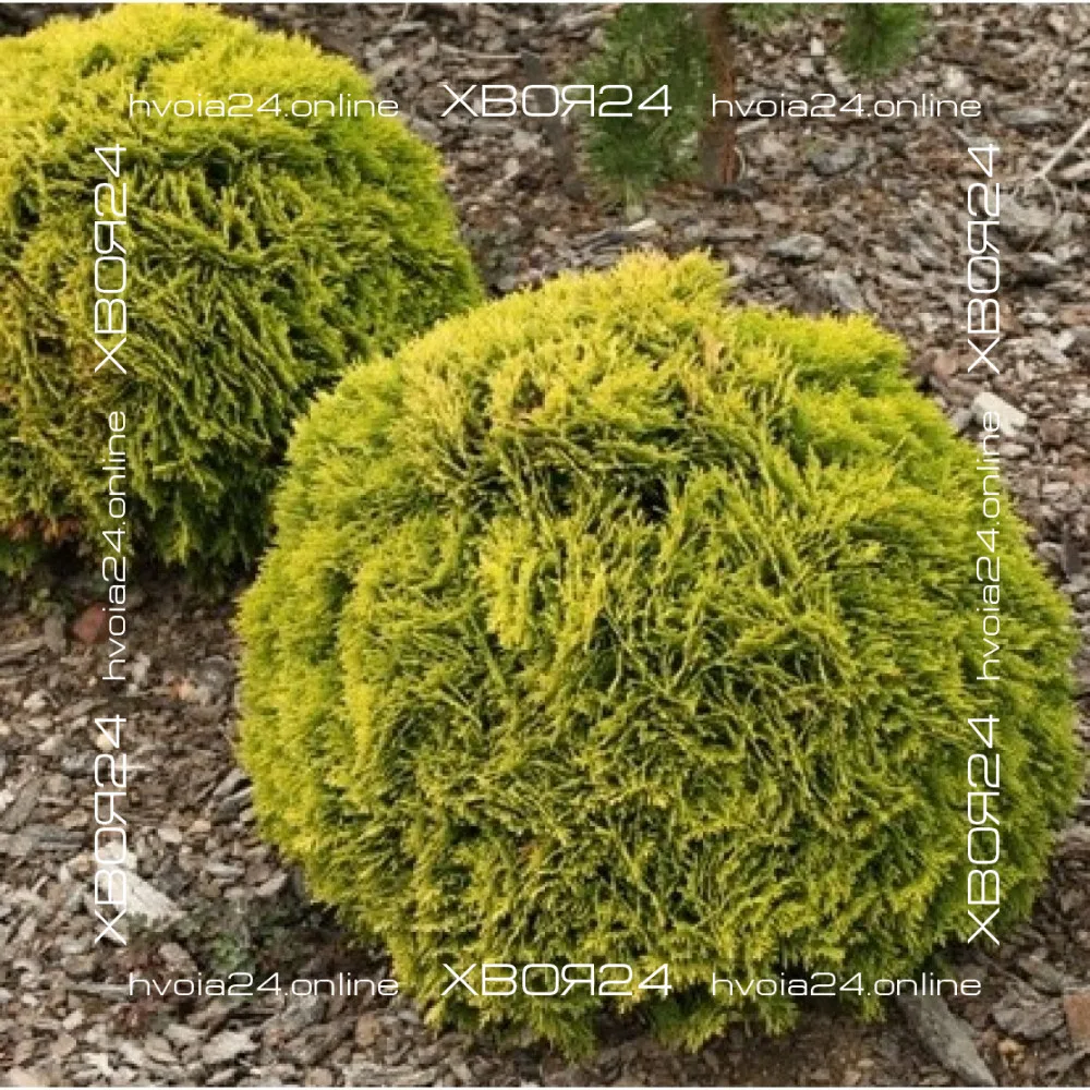  • ХВОЯ24