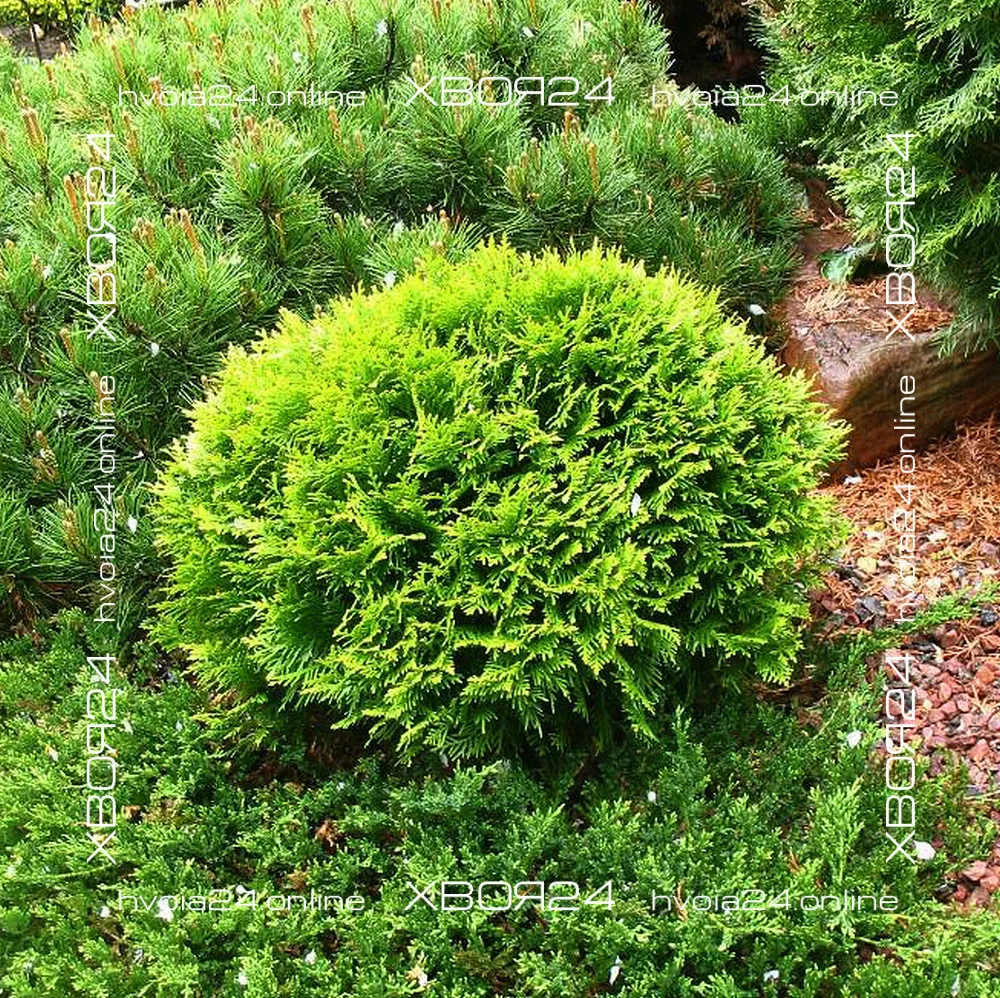  • ХВОЯ24