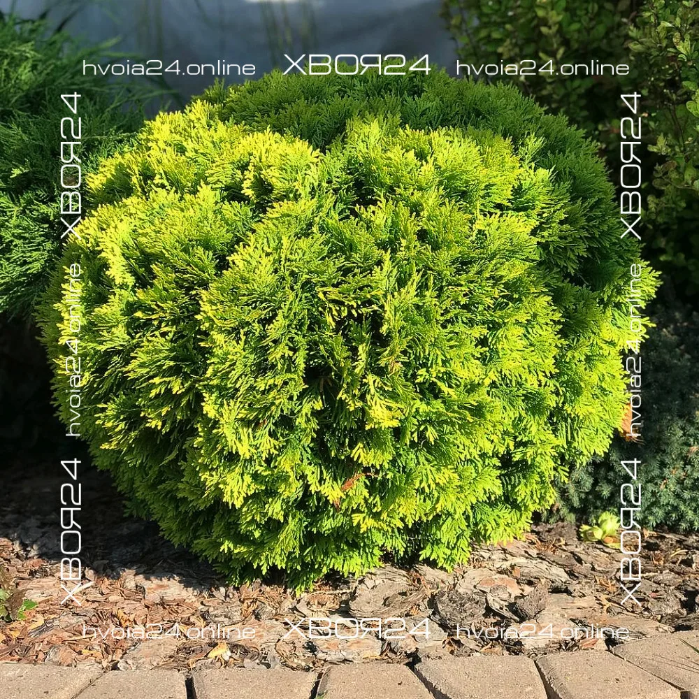  • ХВОЯ24