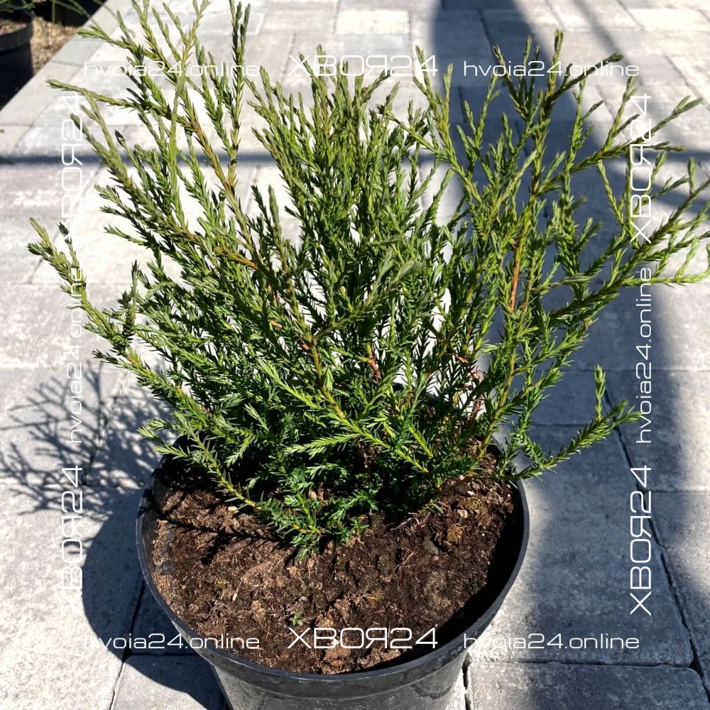  • ХВОЯ24