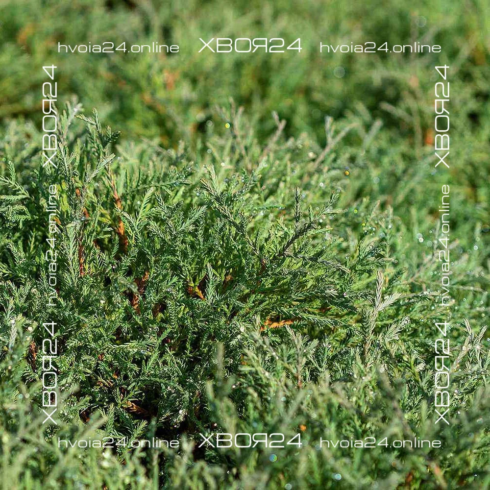  • ХВОЯ24