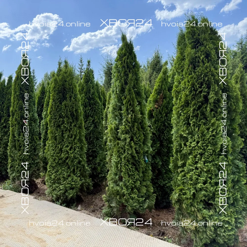  • ХВОЯ24