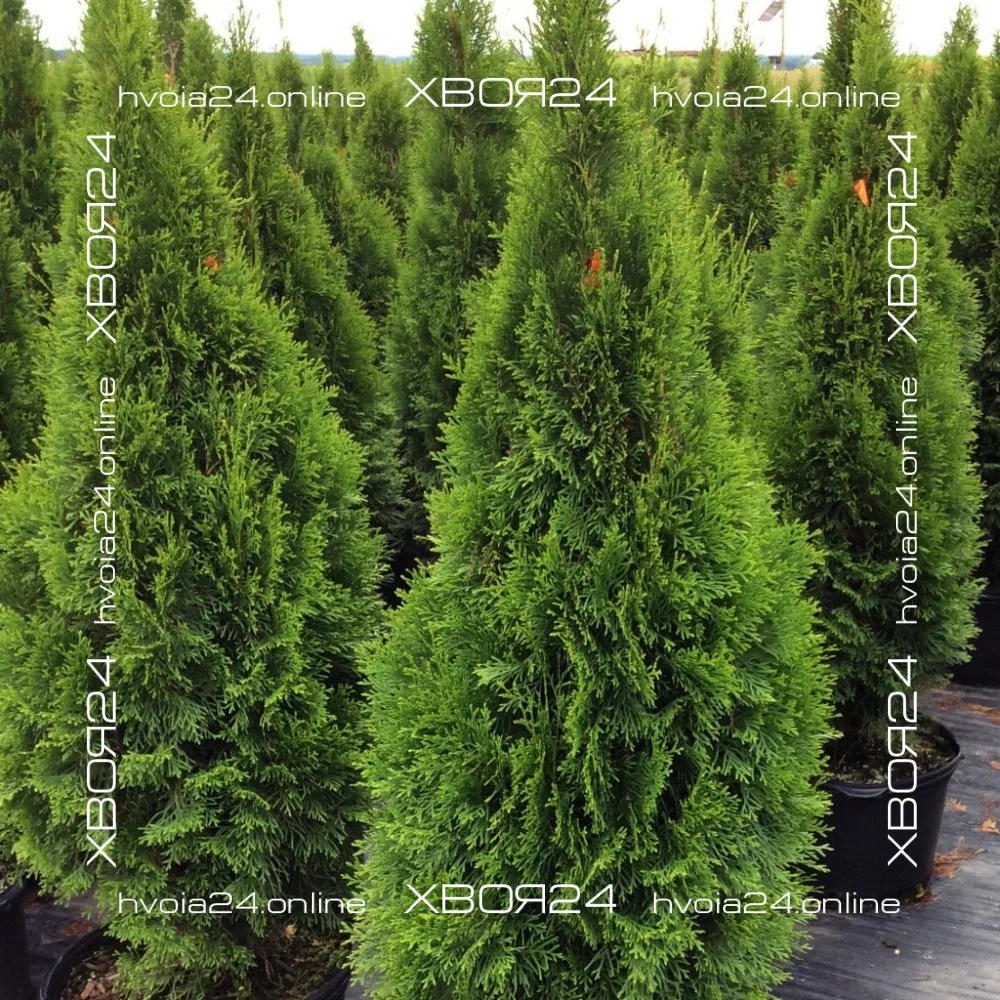  • ХВОЯ24