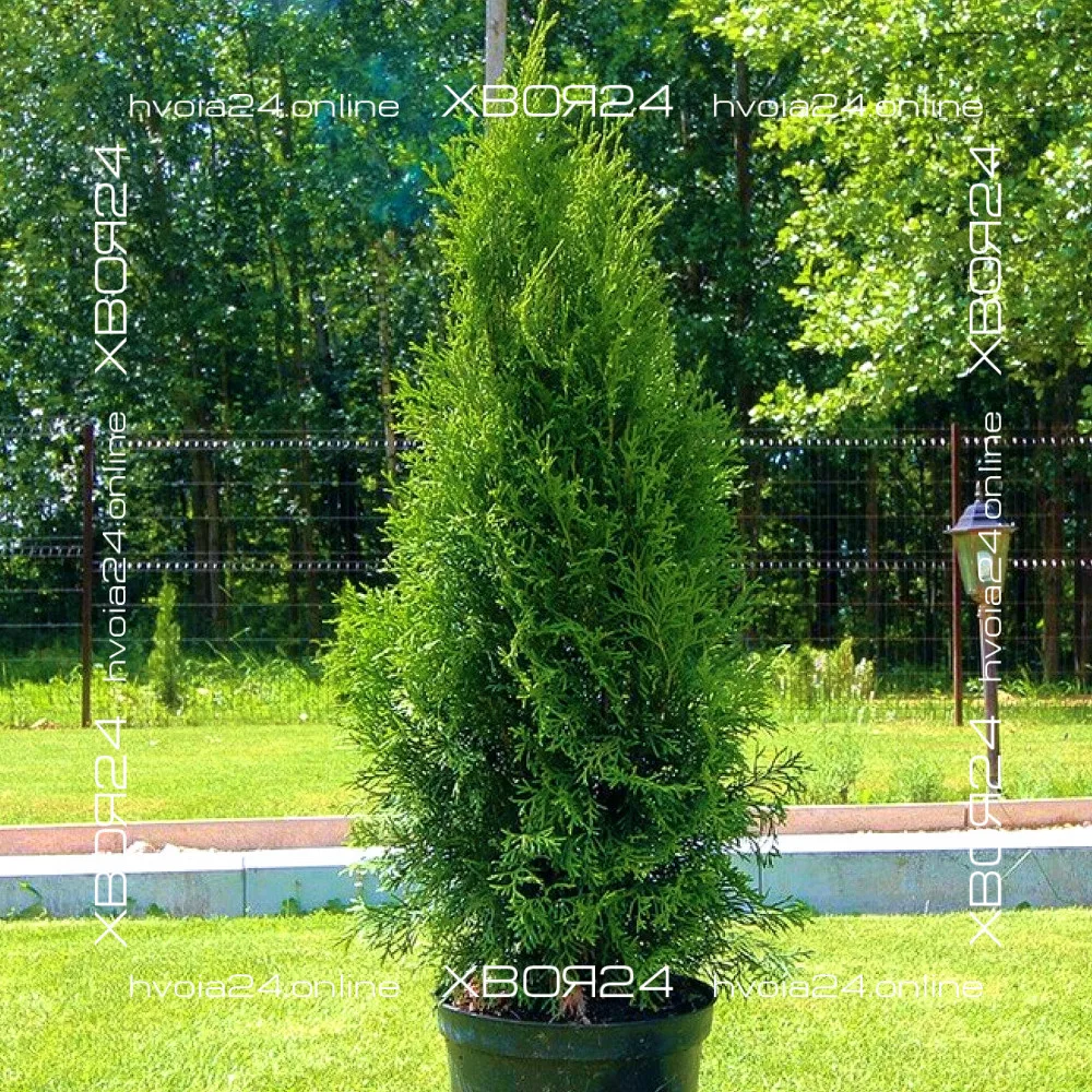  • ХВОЯ24