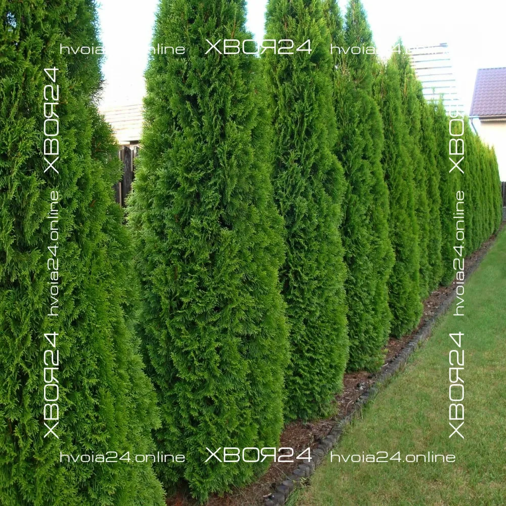  • ХВОЯ24