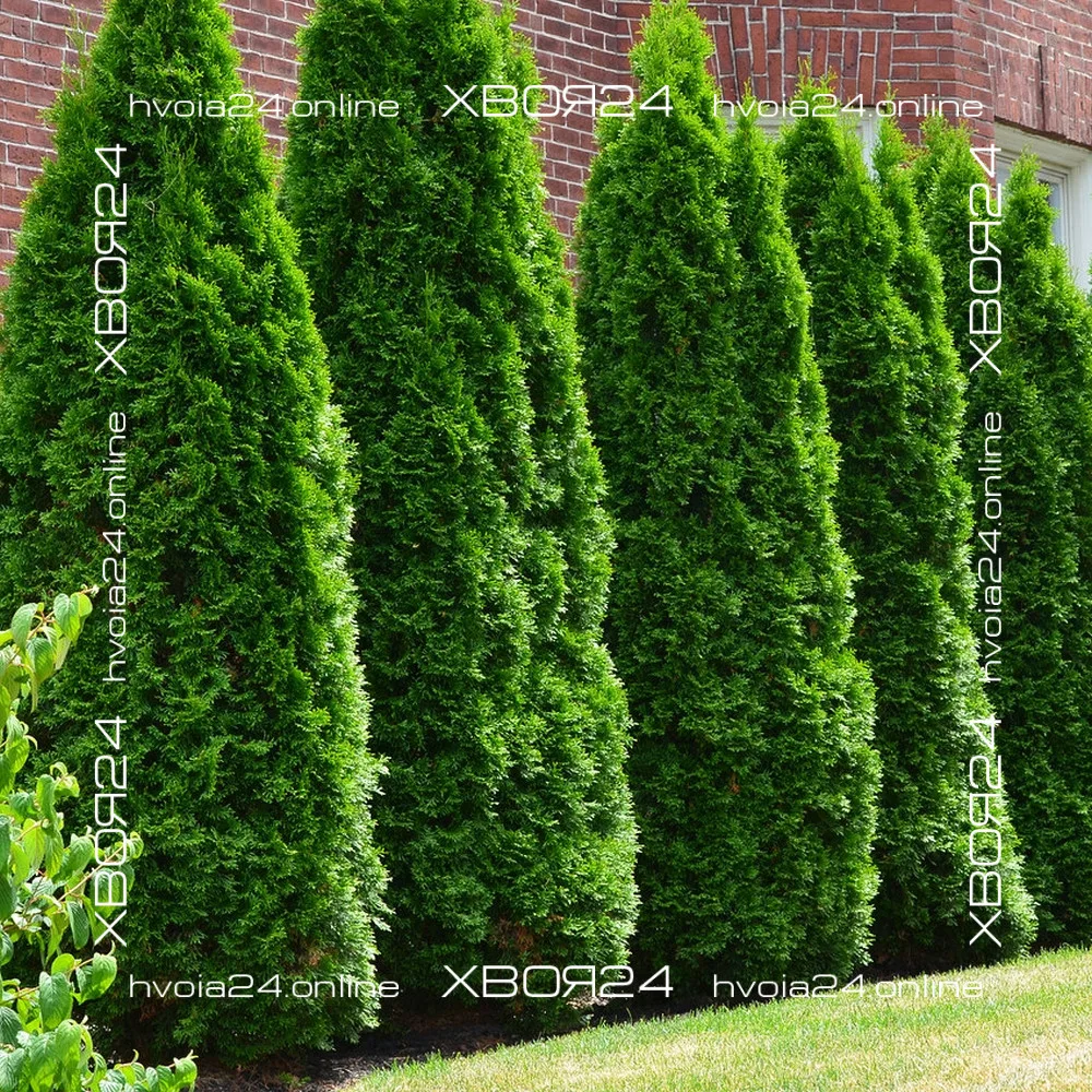  • ХВОЯ24