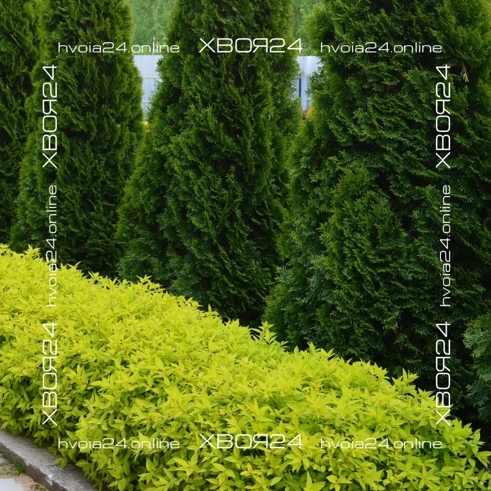  • ХВОЯ24