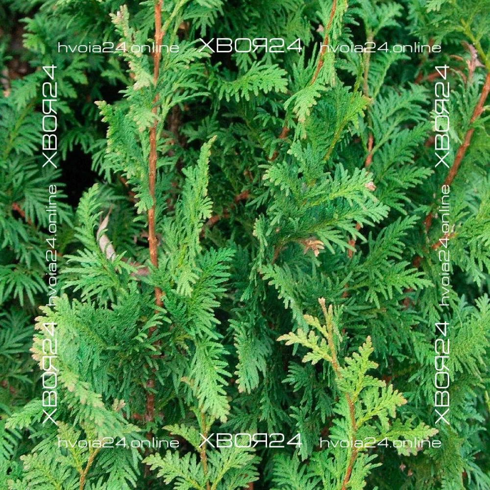  • ХВОЯ24
