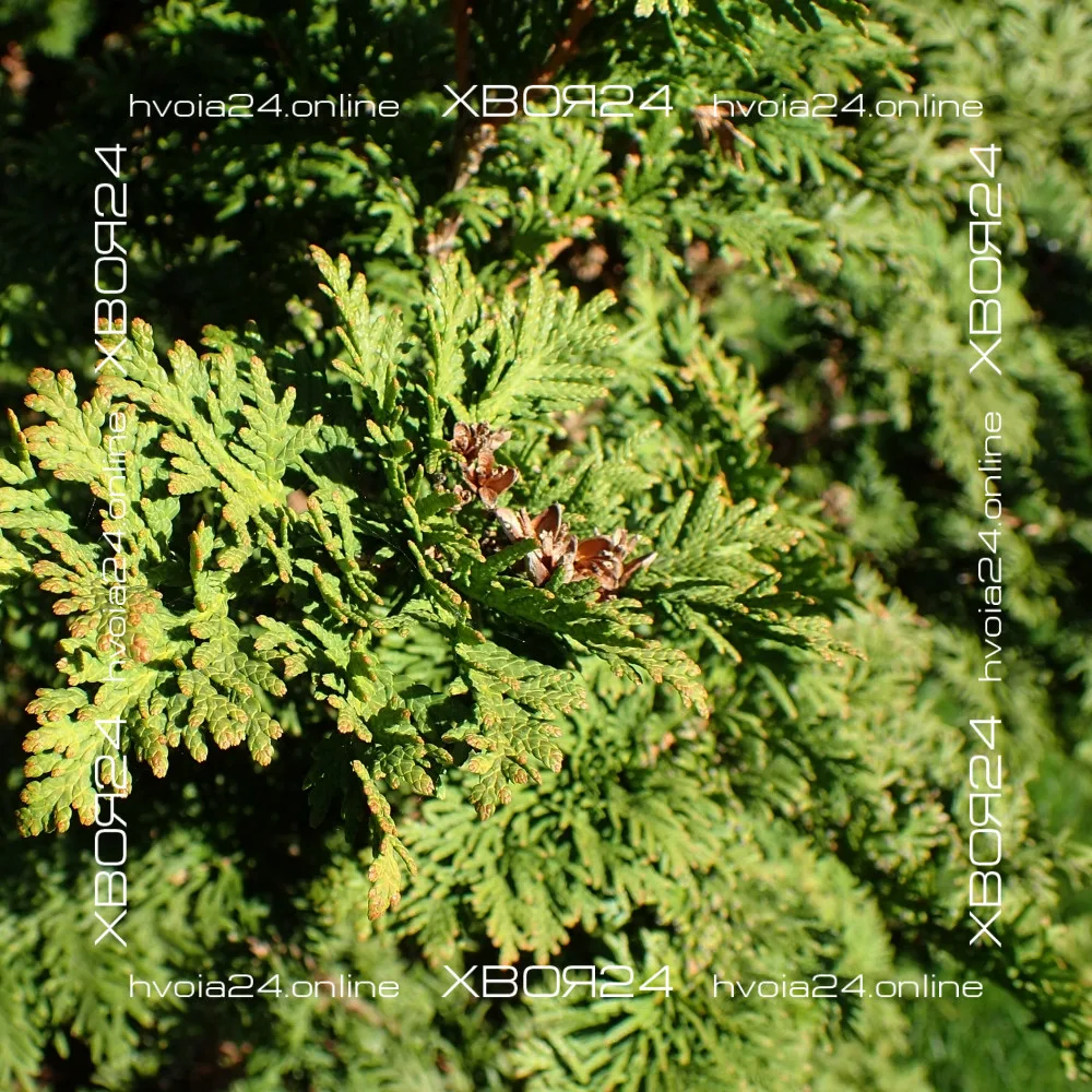  • ХВОЯ24