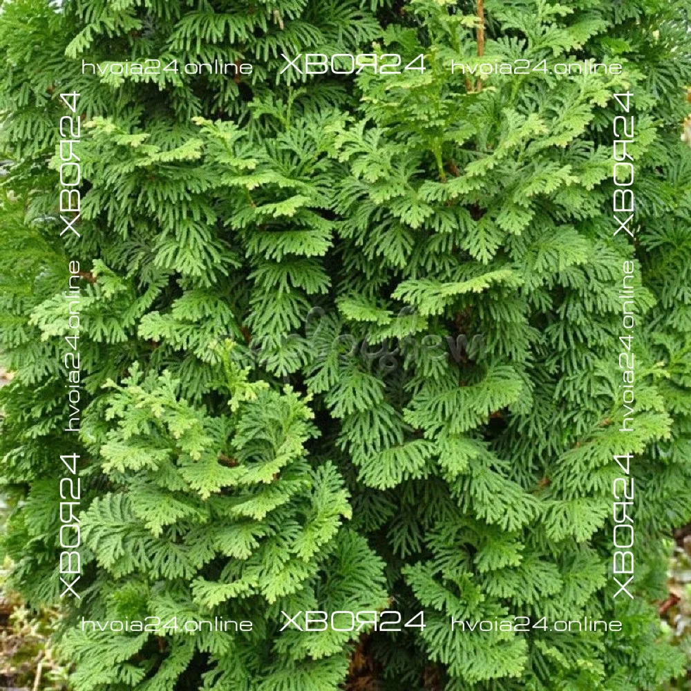  • ХВОЯ24