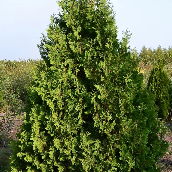  • ХВОЯ24