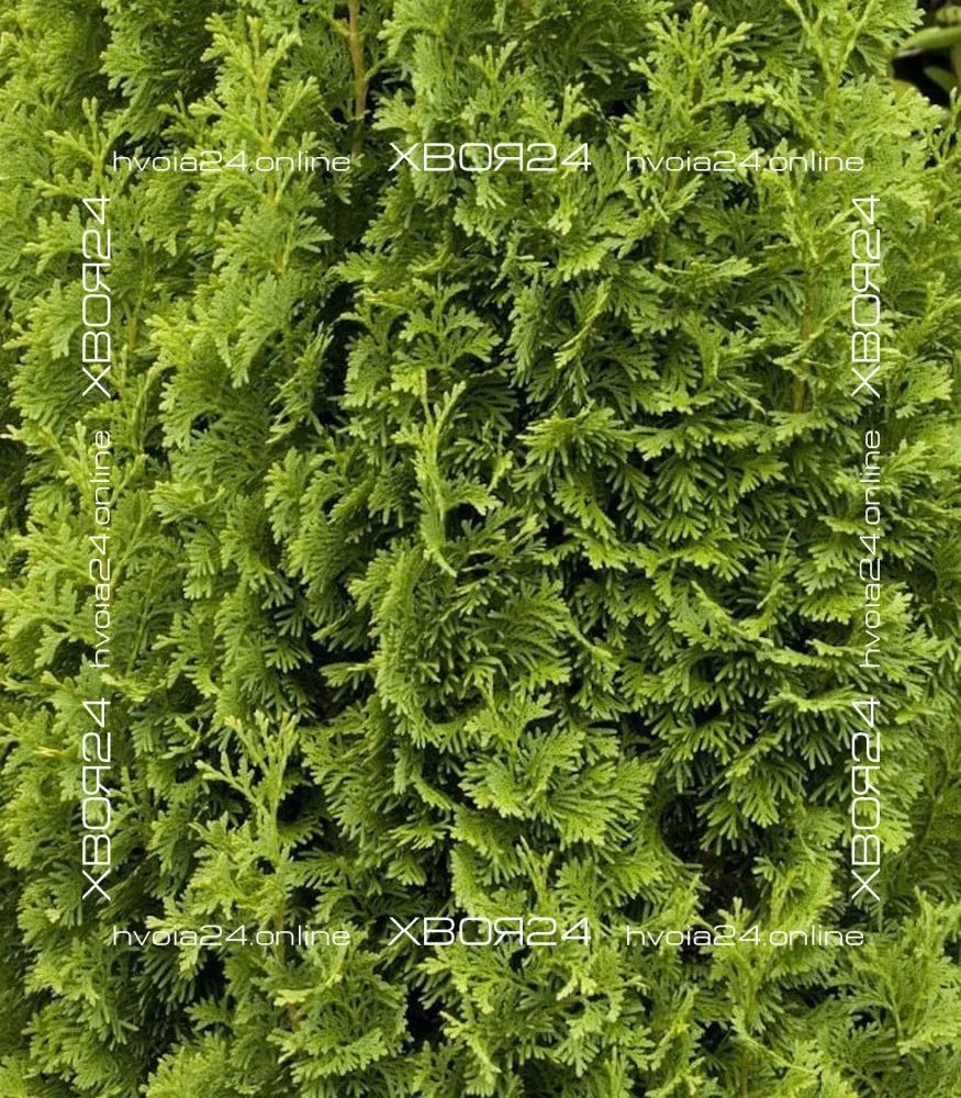  • ХВОЯ24