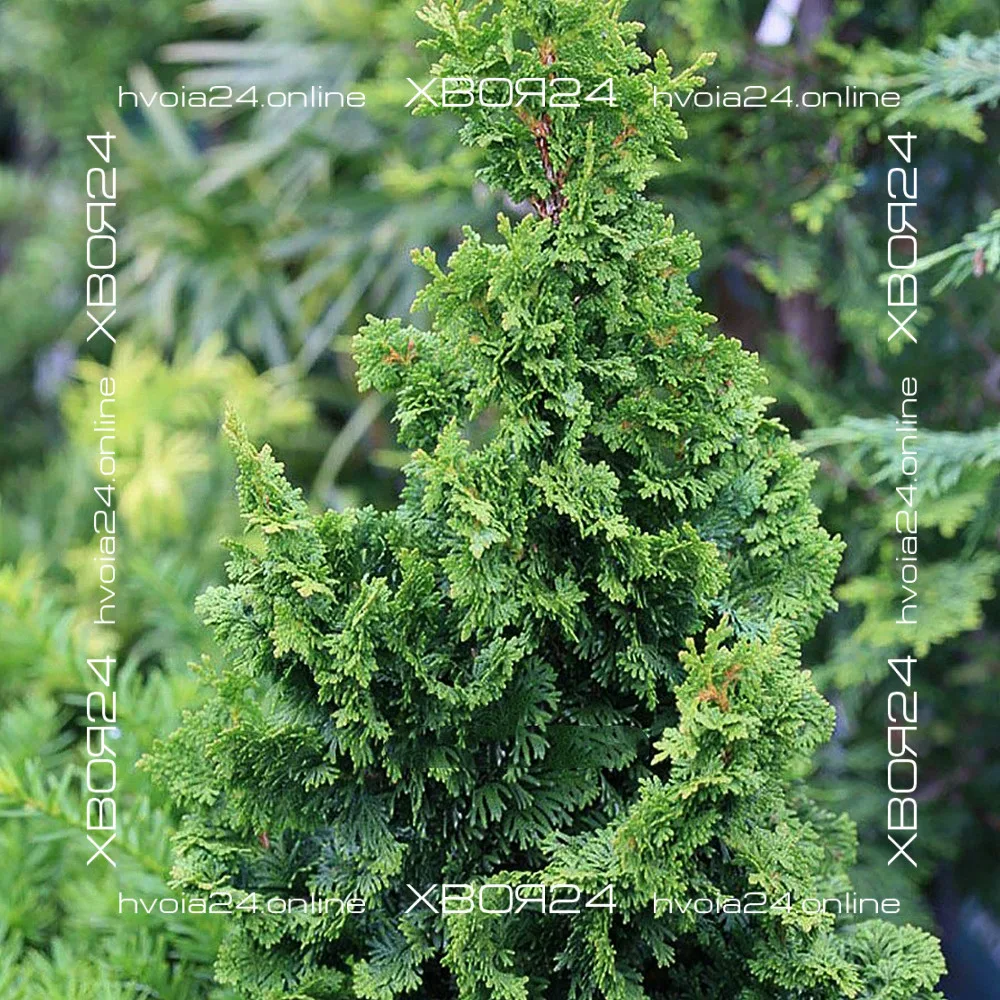  • ХВОЯ24