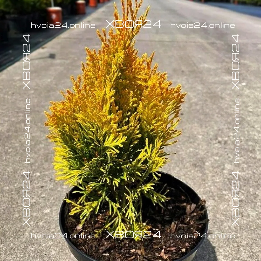  • ХВОЯ24