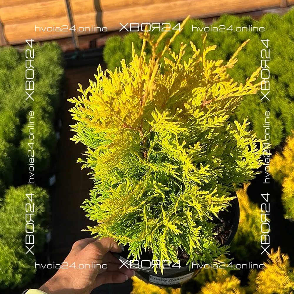  • ХВОЯ24