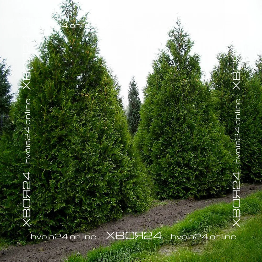  • ХВОЯ24