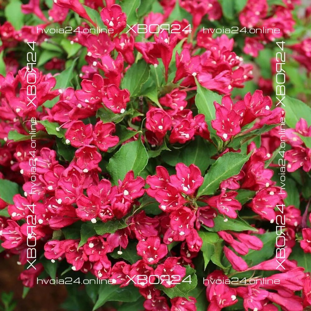  • ХВОЯ24