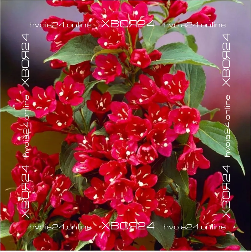  • ХВОЯ24