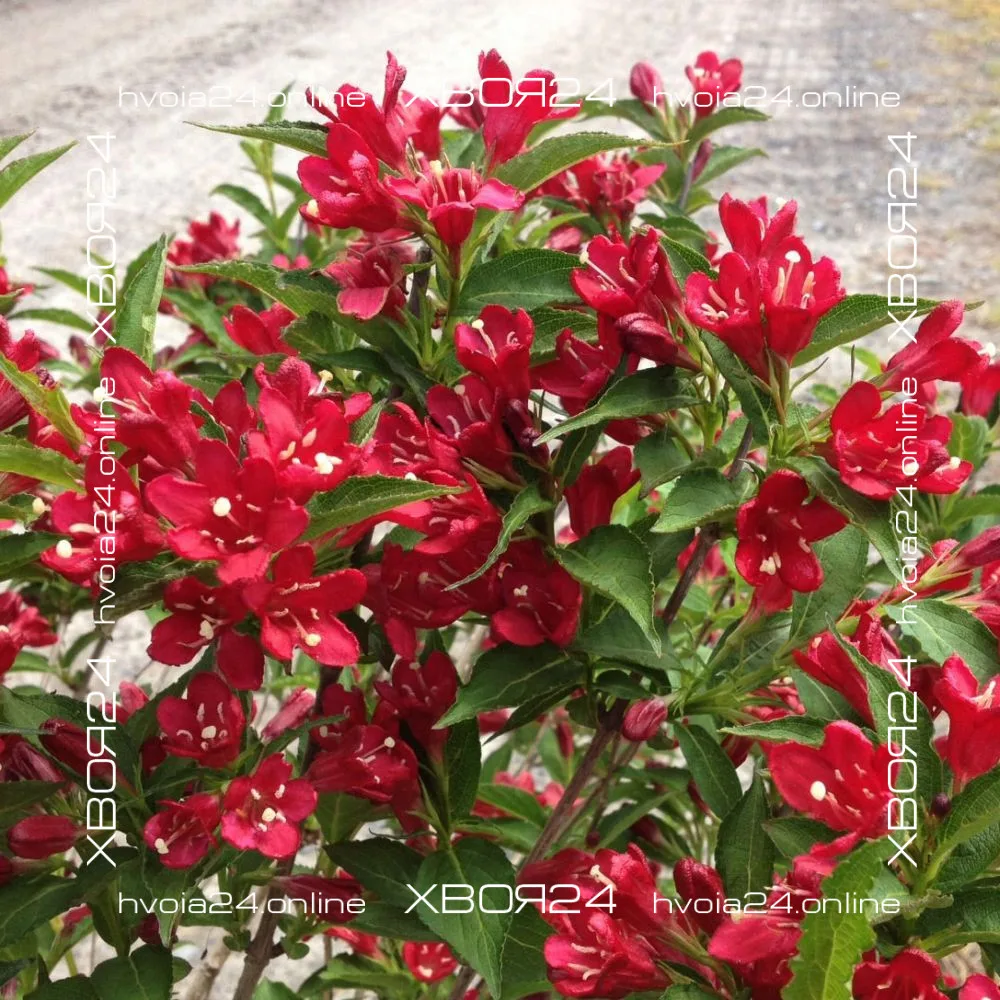  • ХВОЯ24