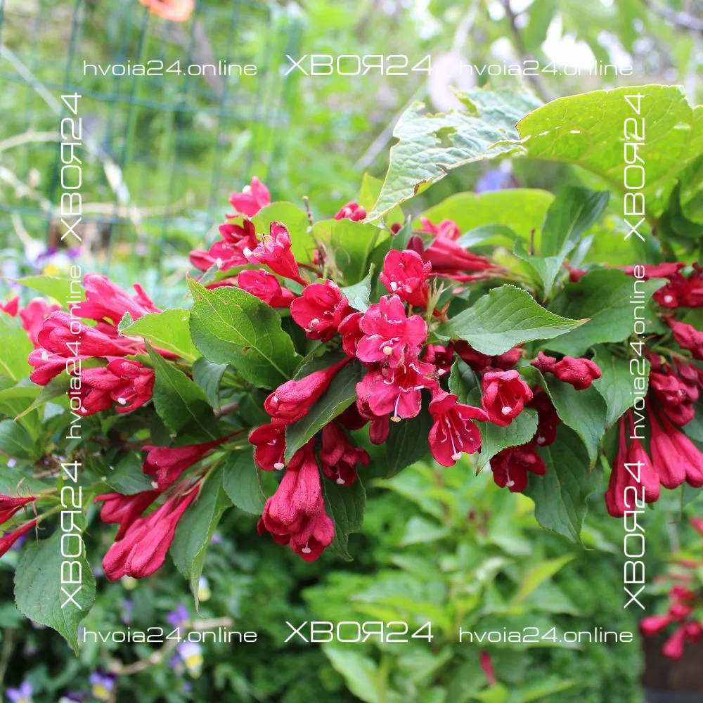  • ХВОЯ24
